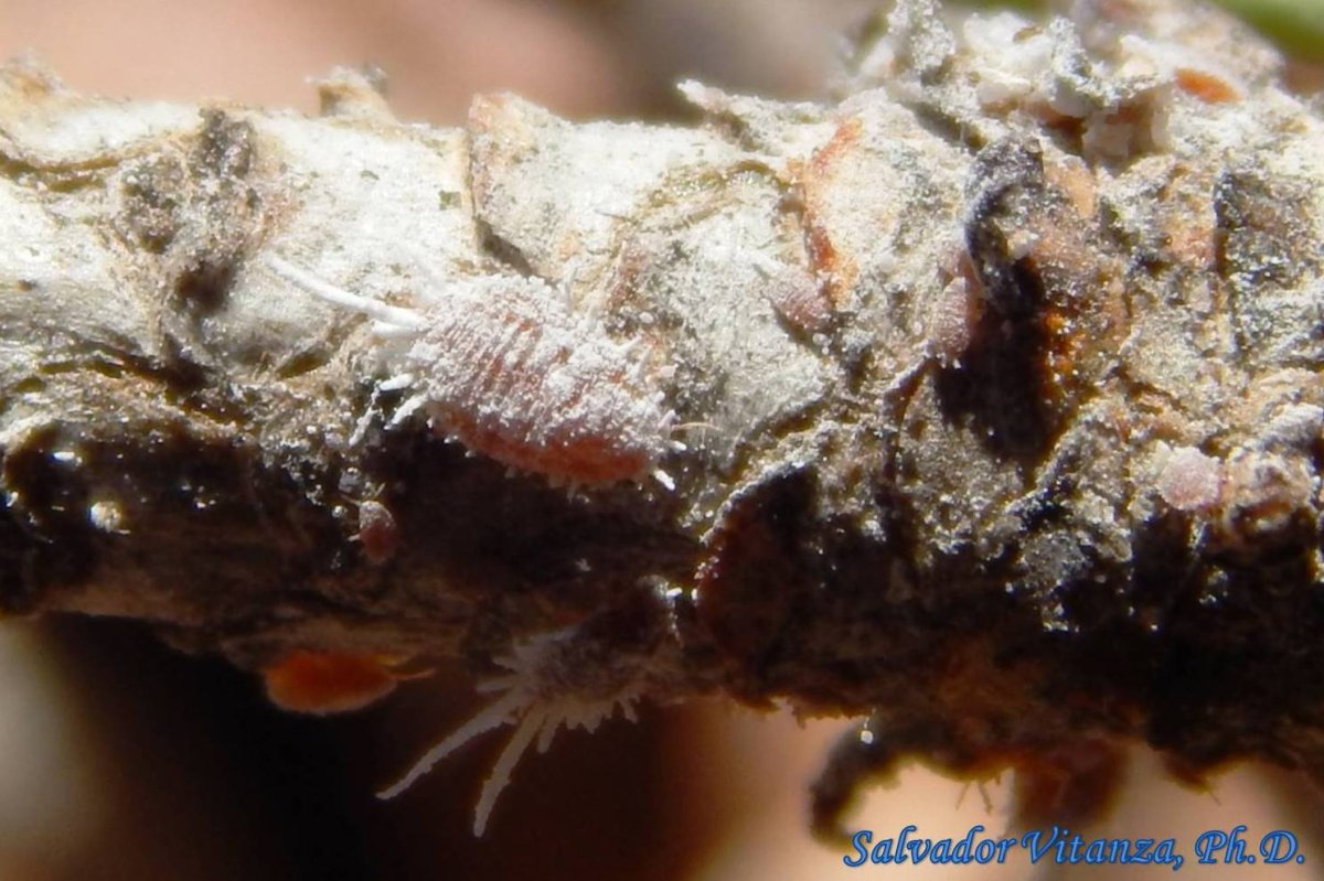 Червец Комстока Pseudococcus Comstocki