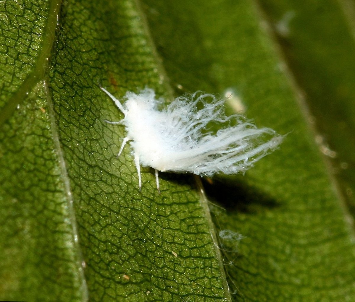 Wooly aphid