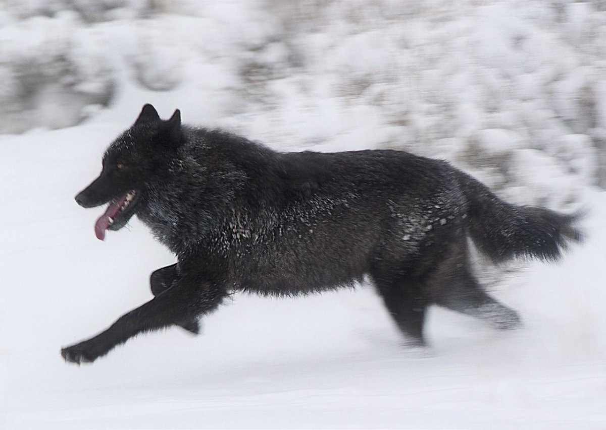 Юки волкособ черный
