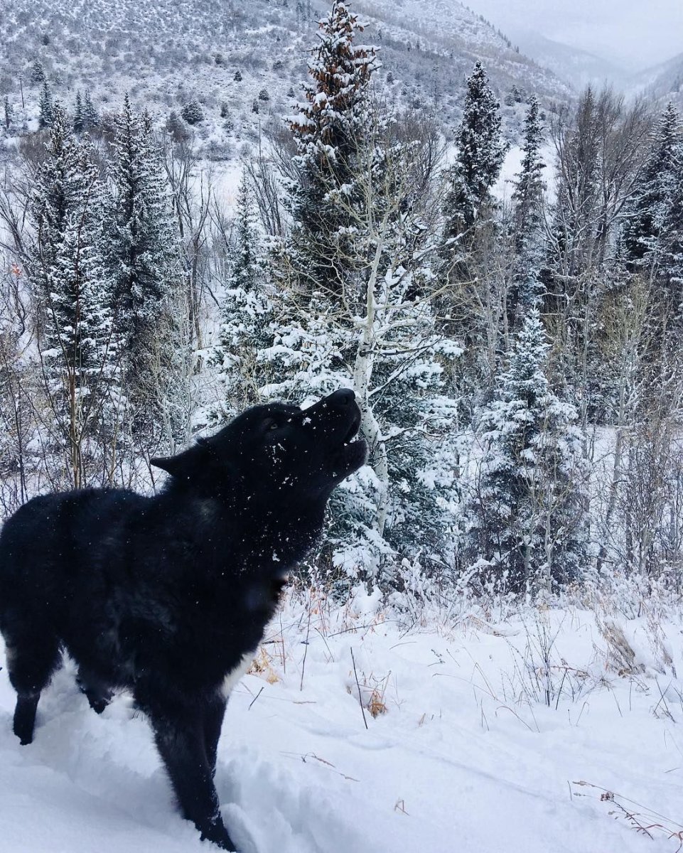 Канадский волк Акелла