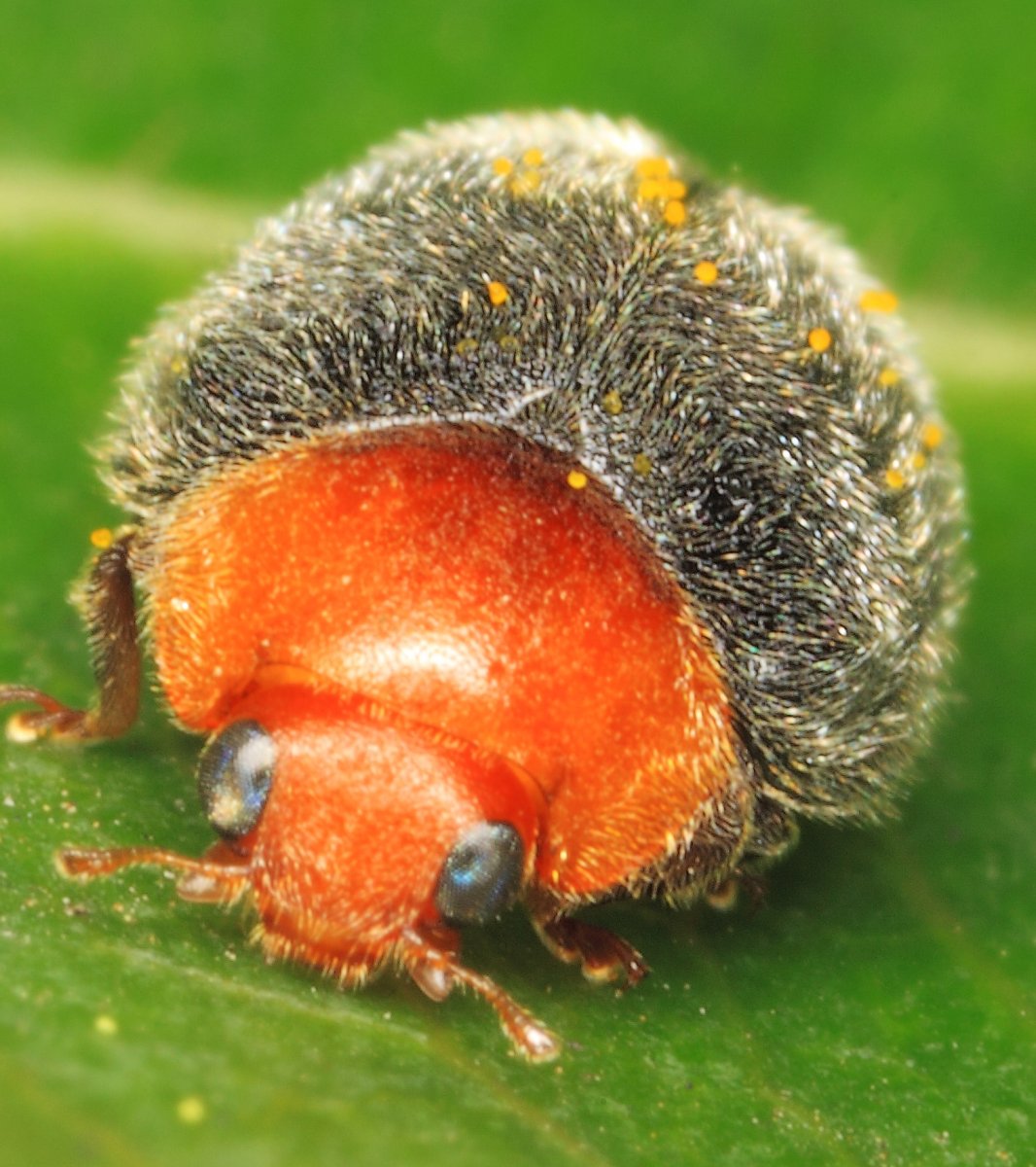 Cryptolaemus montrouzieri