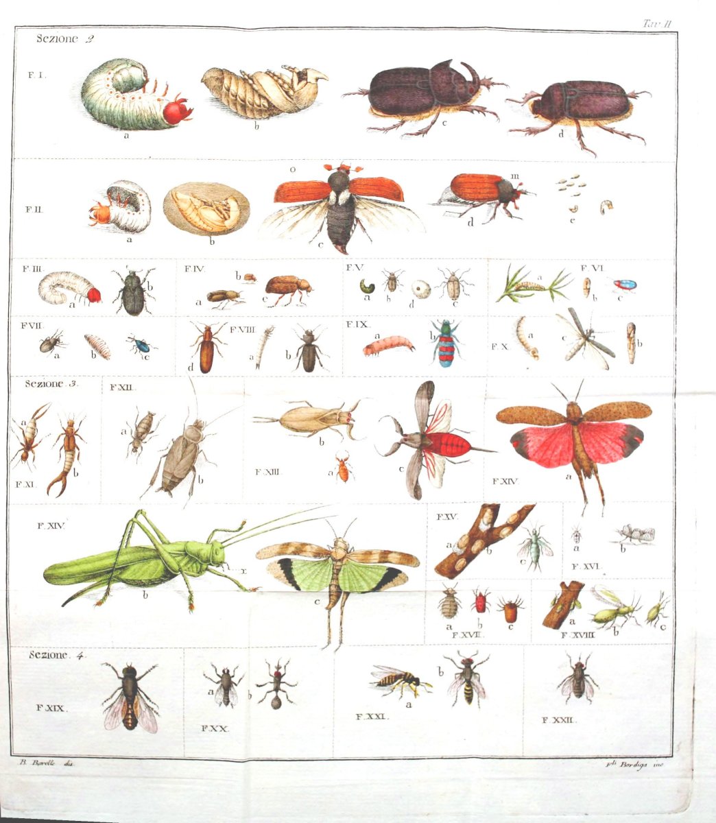 Домашние животные насекомые