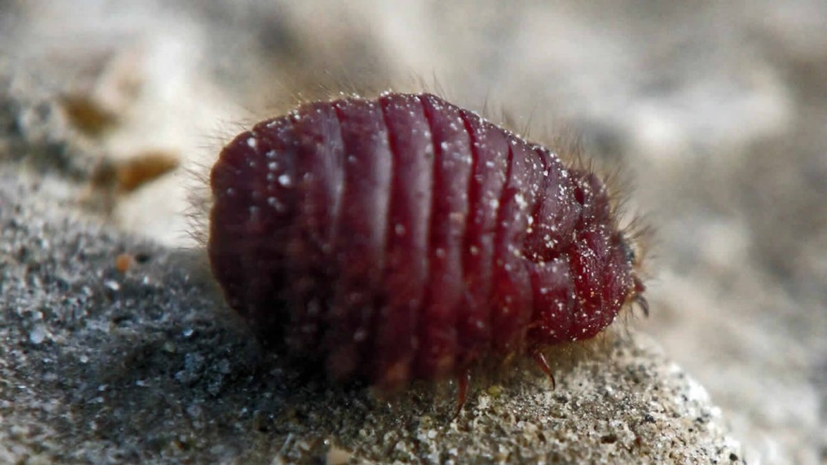 E120, кармин (натуральный красный 4).