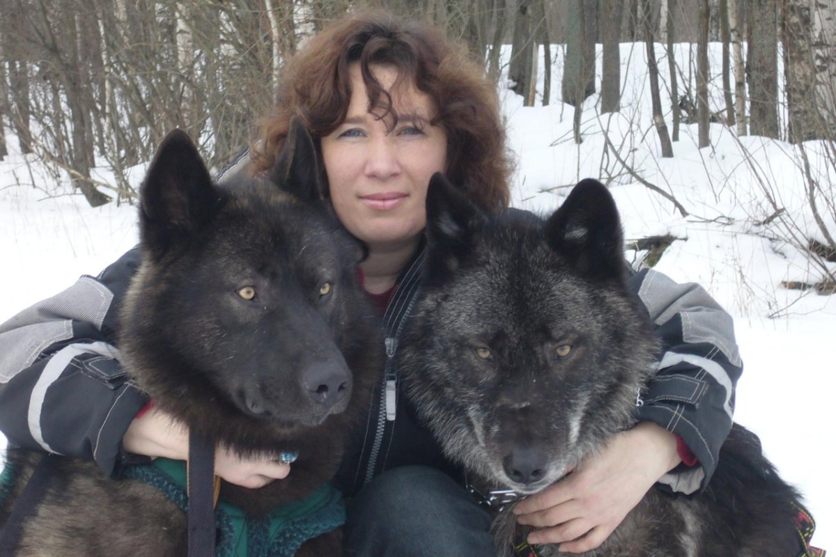 Два чёрных волка