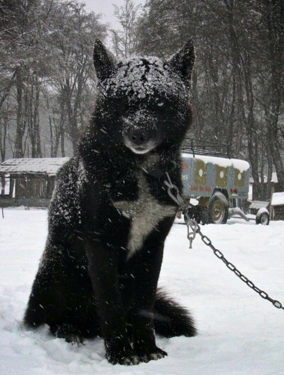 Восхождение черного волка