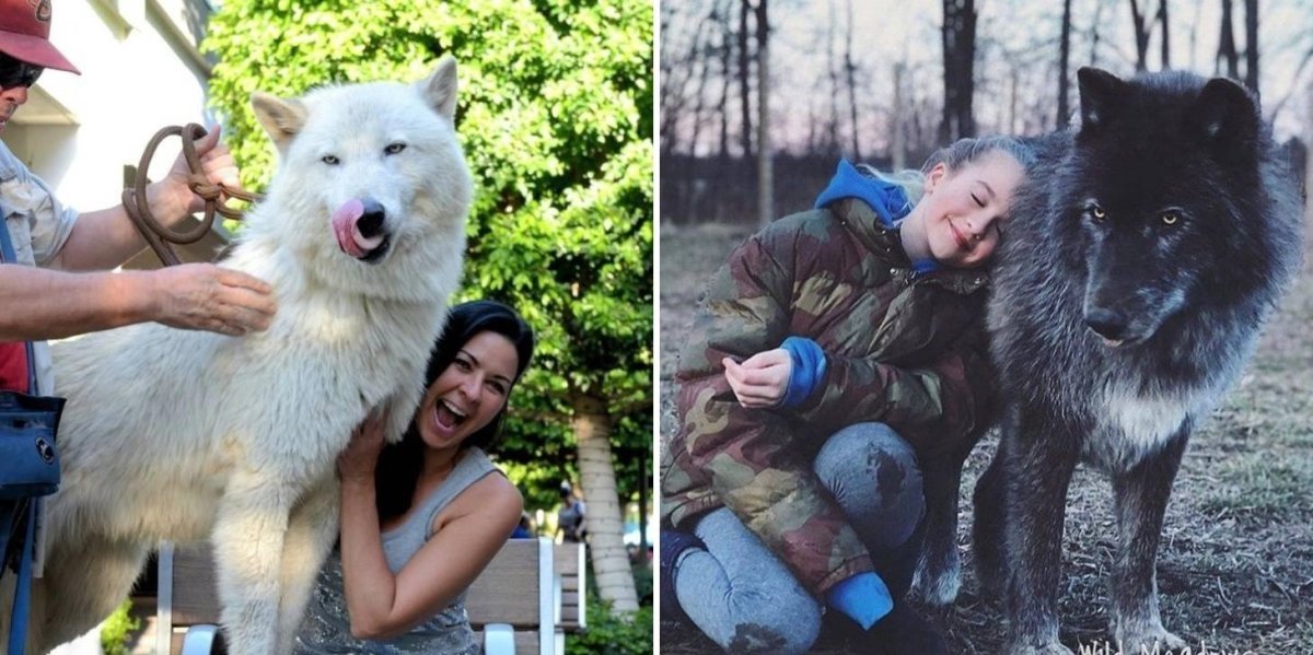 Юлия Иванович вольфхунд