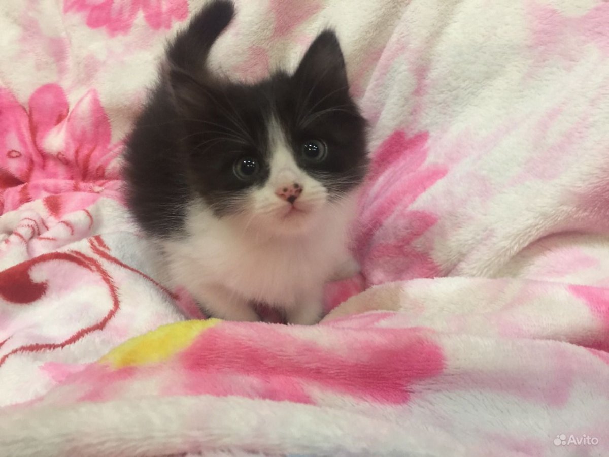 Двухнедельные котята фото