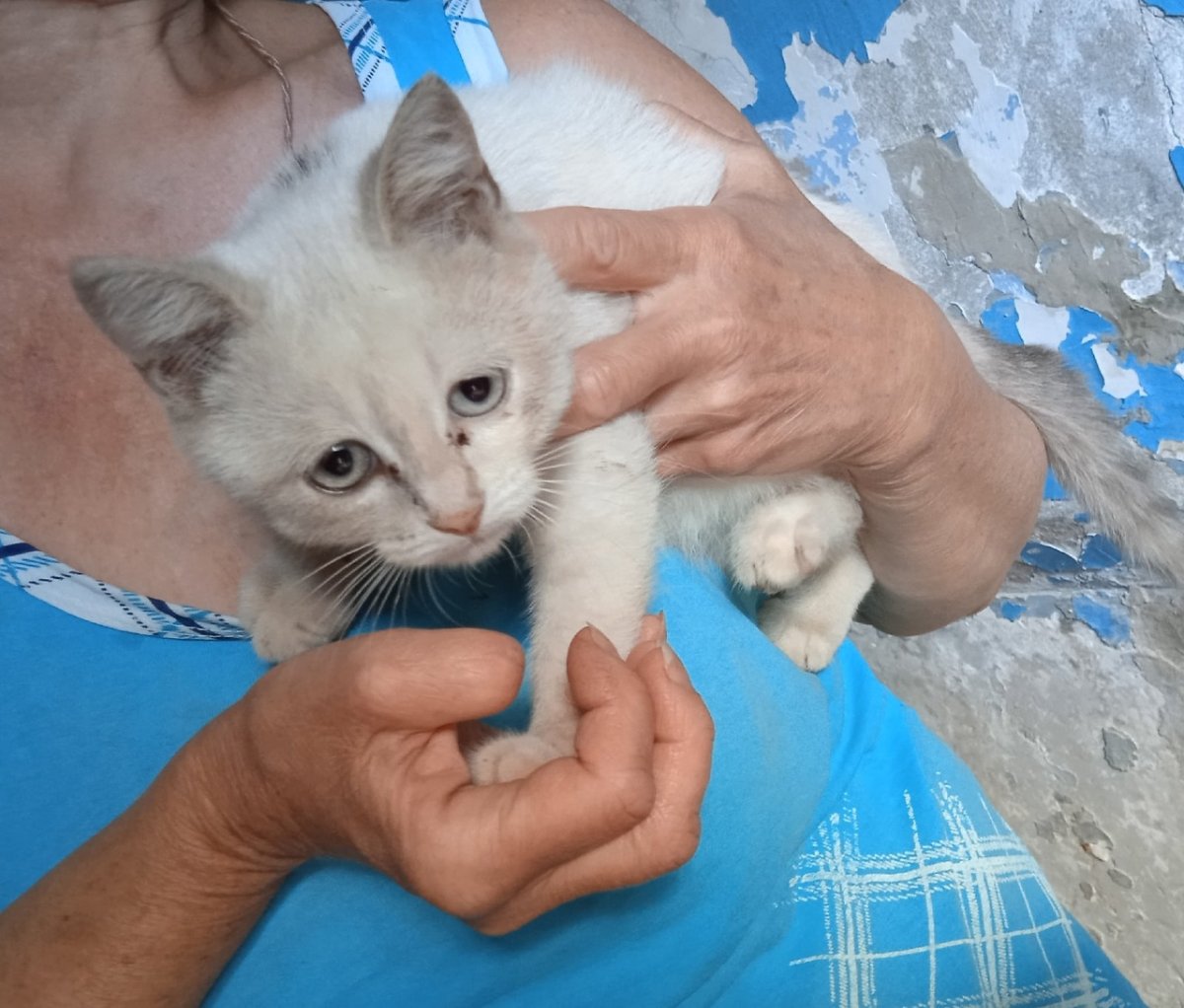 Серый кот Эстетика