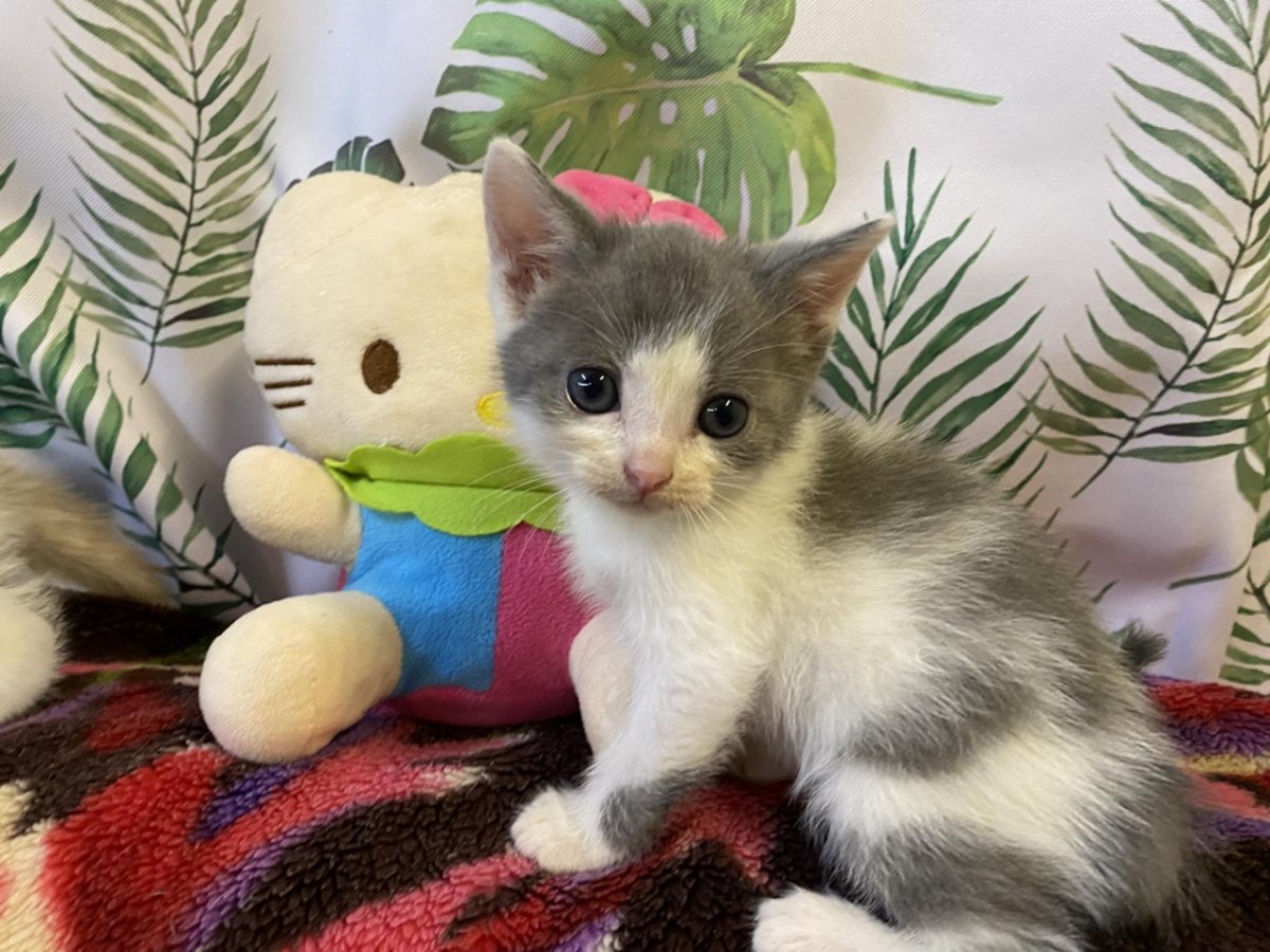 Инна котенок Шахты