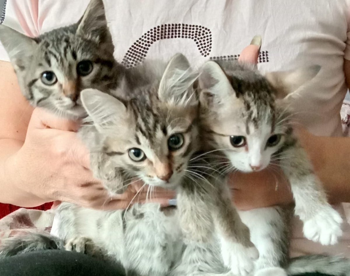 Рыжий недельный котенок