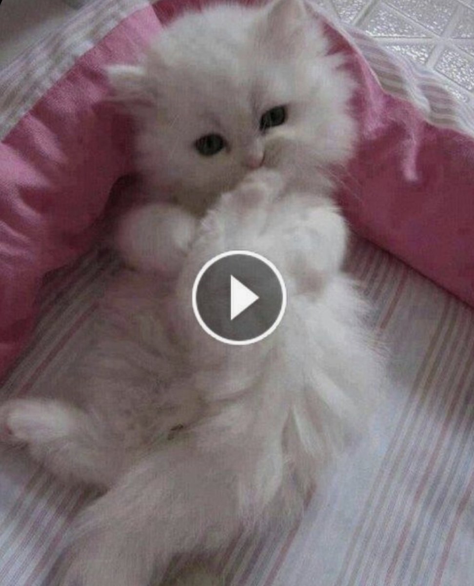 Лапки котят