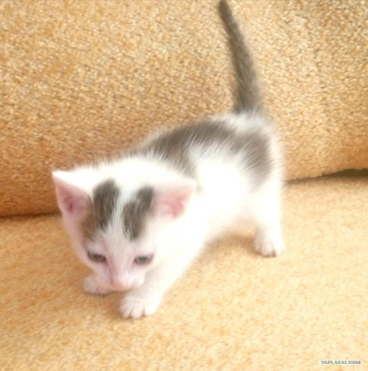 Кот из шерсти кота