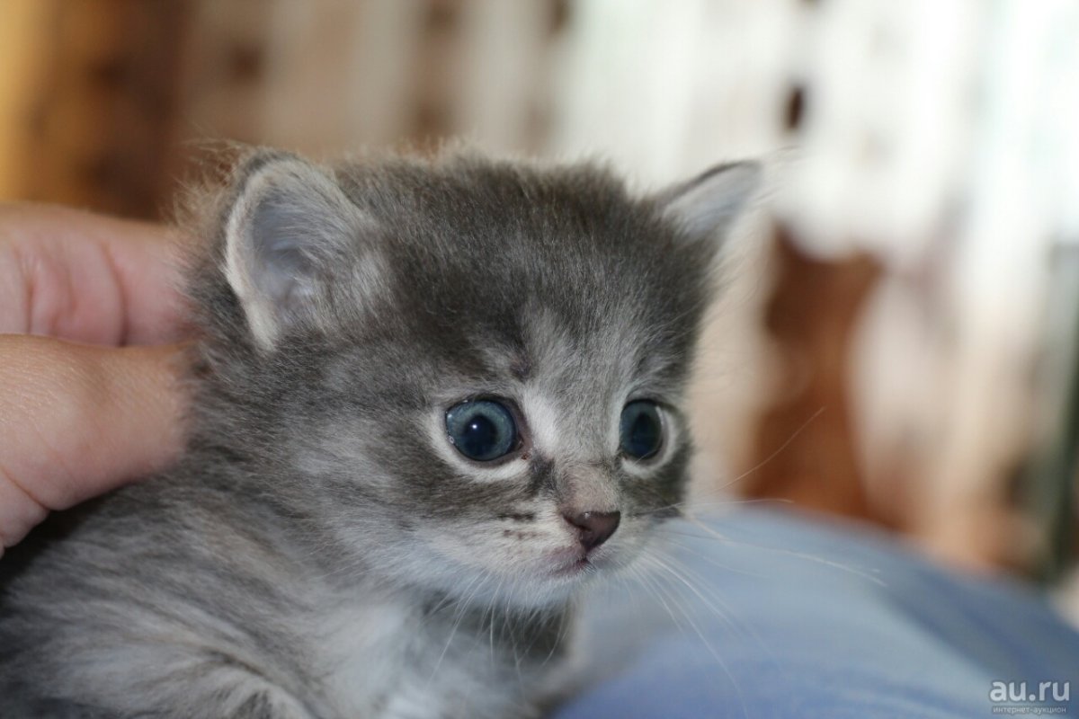 Котятки в добрые руки