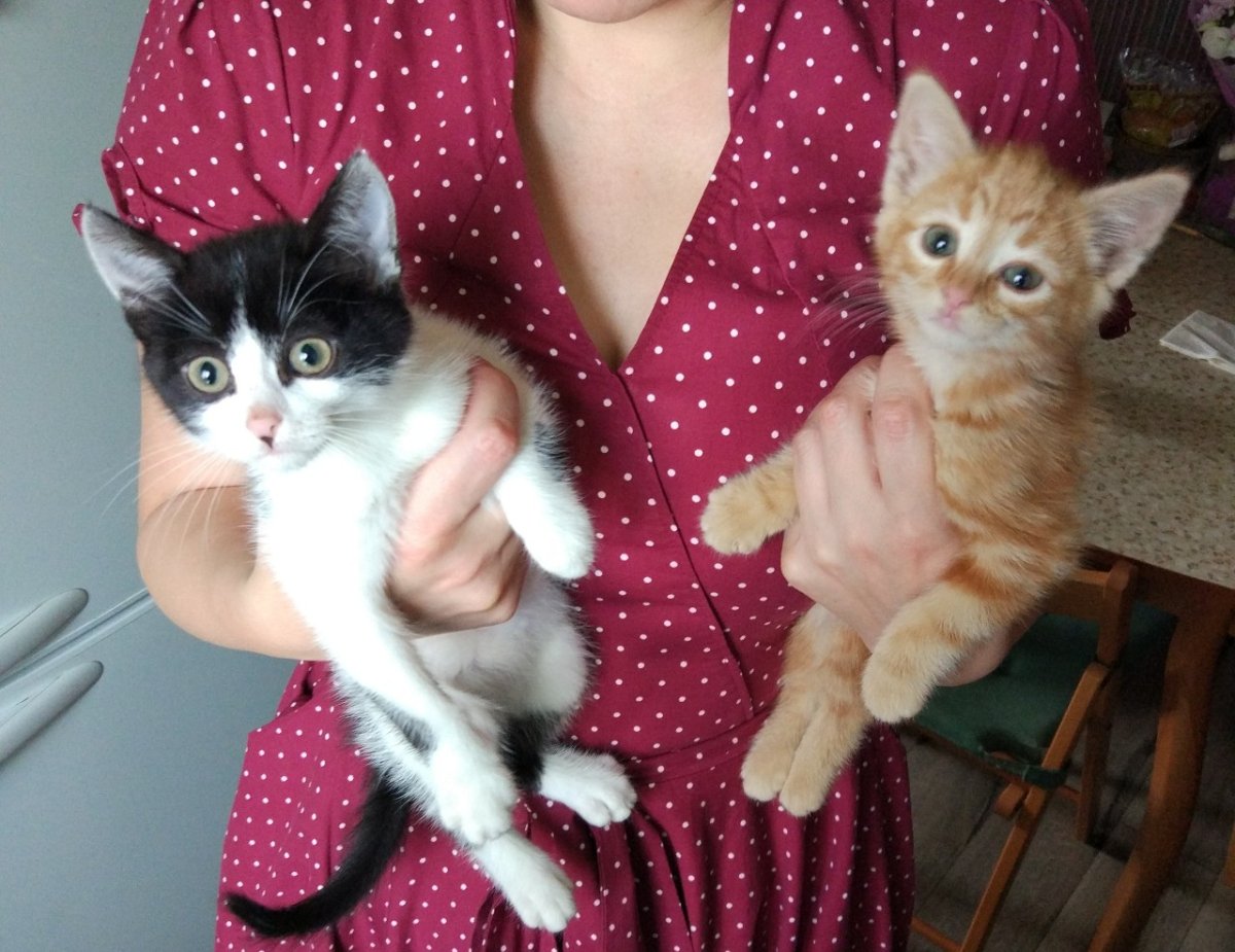 Пушистый комочек счастья