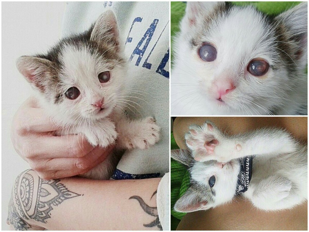 Красивые котики очень милые