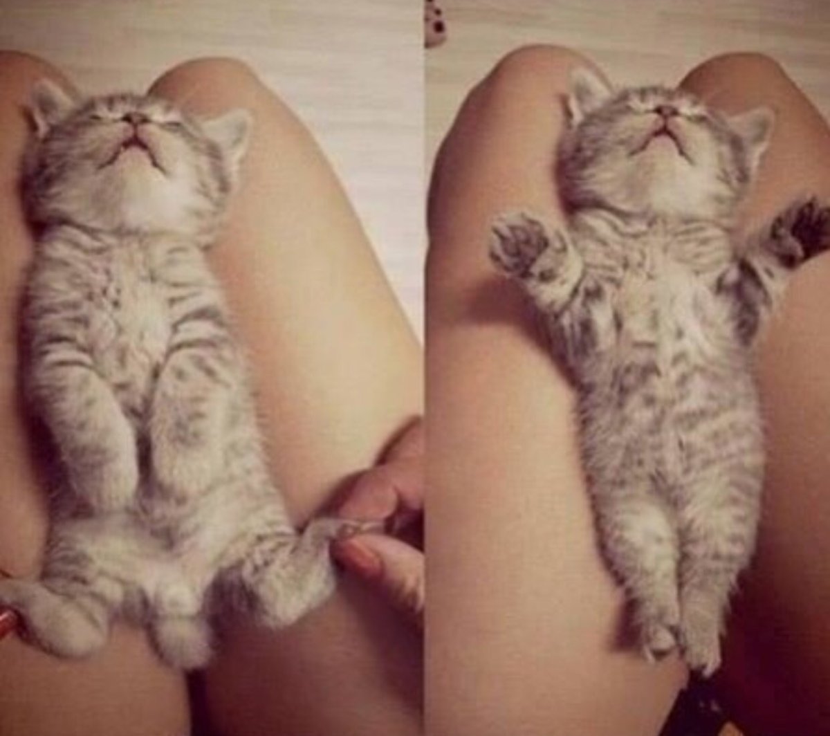 Котенок полтора месяца фото