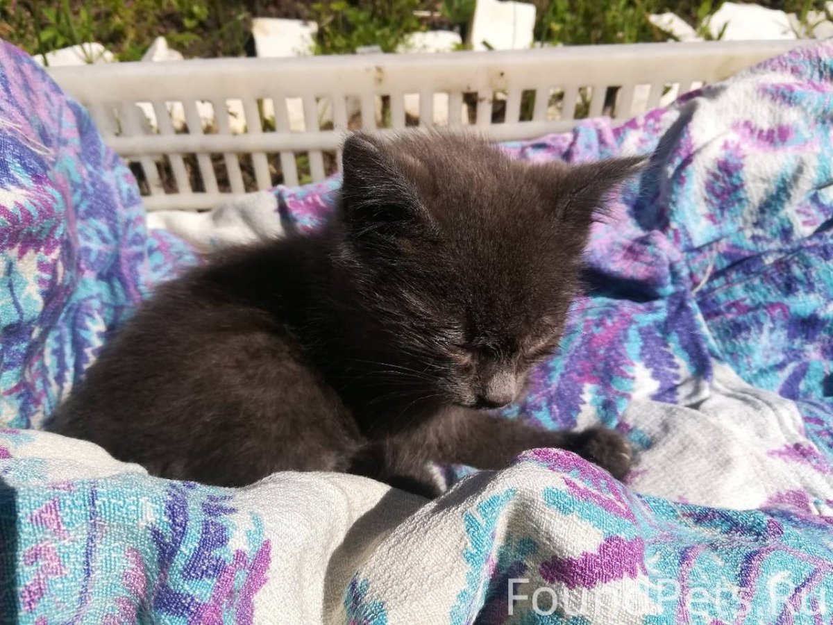 Котята в добрые руки Москва и МО