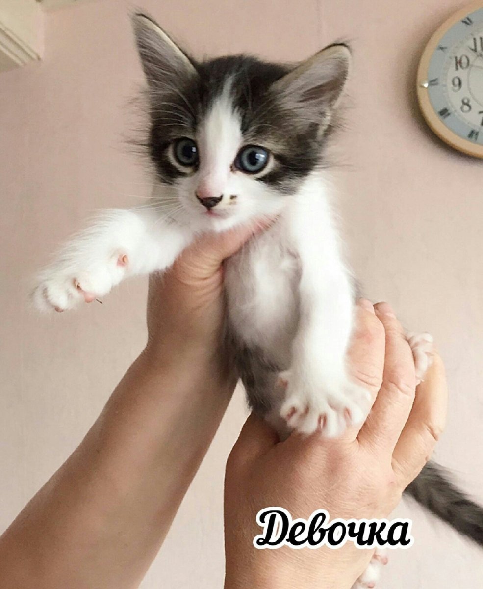 Котята бесплатно Москва