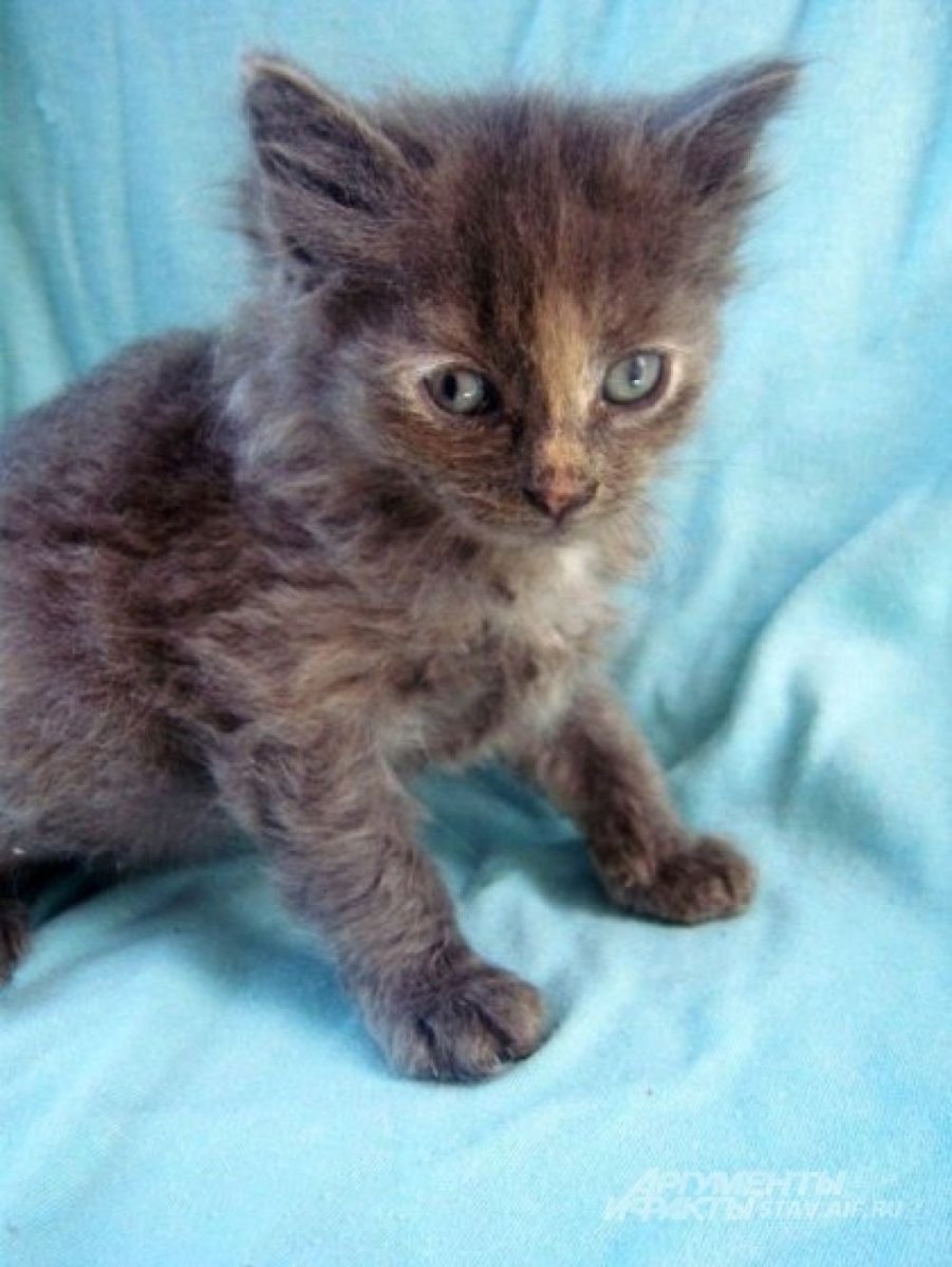 Котенок черно-белый