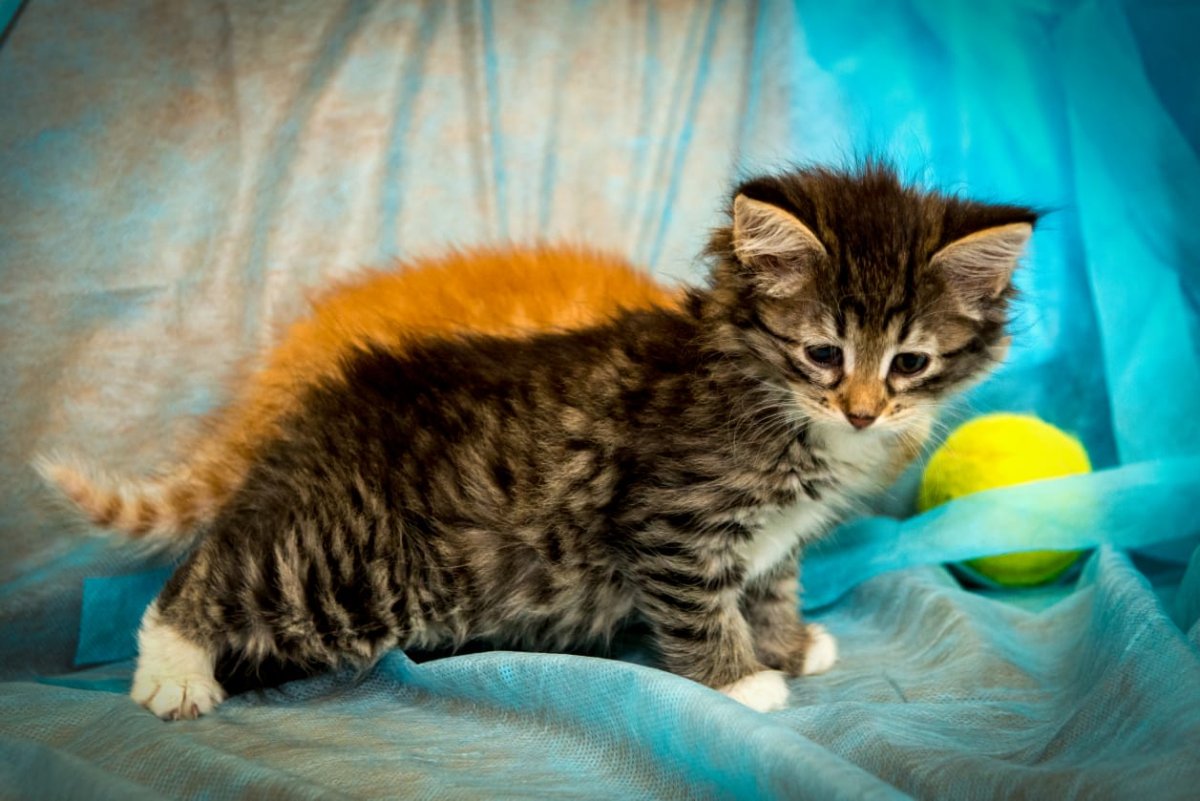 Счастливый хвост Пермь