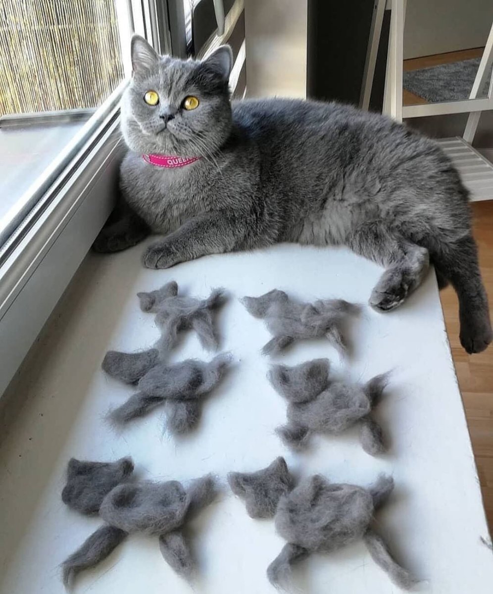 Маленький котенок