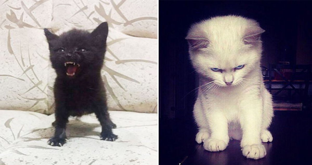 Самые маленькие кошки