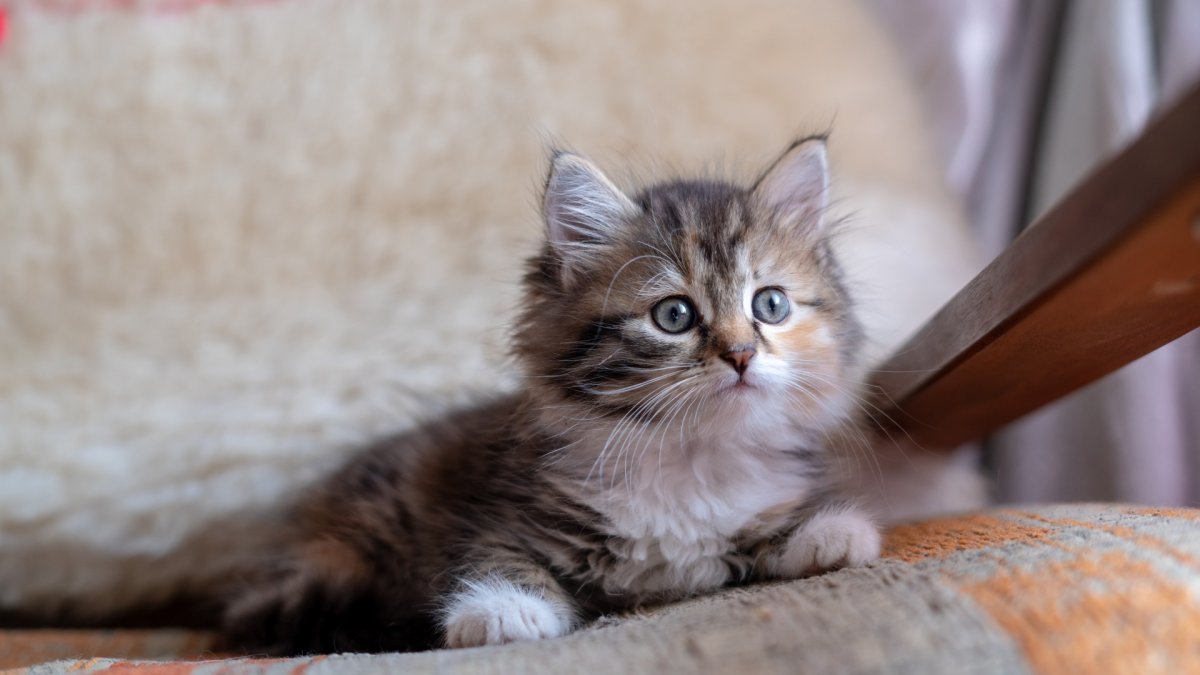 Котенок серо полосатый