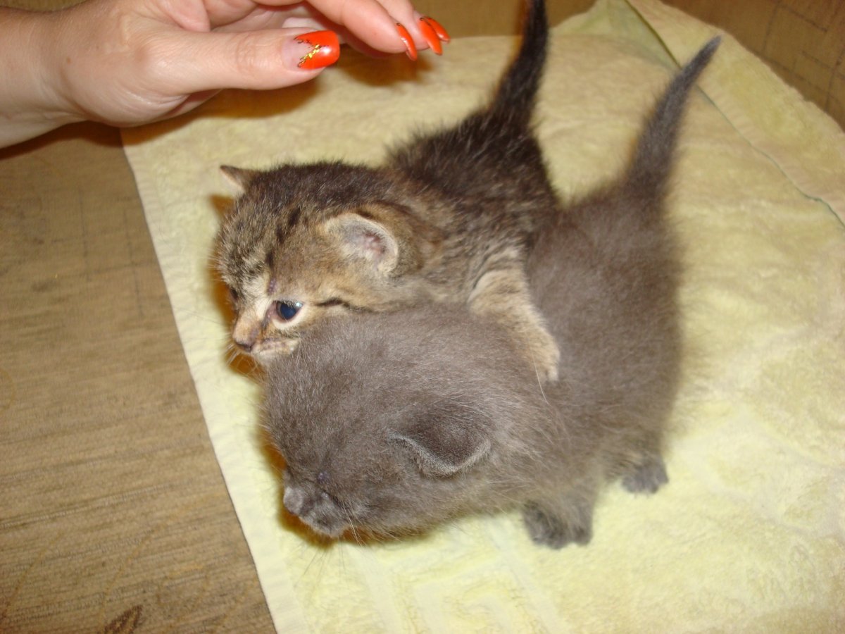 Милые котики Эстетика