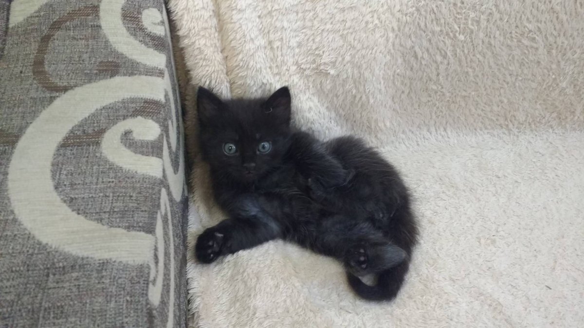 Котенок полтора месяца