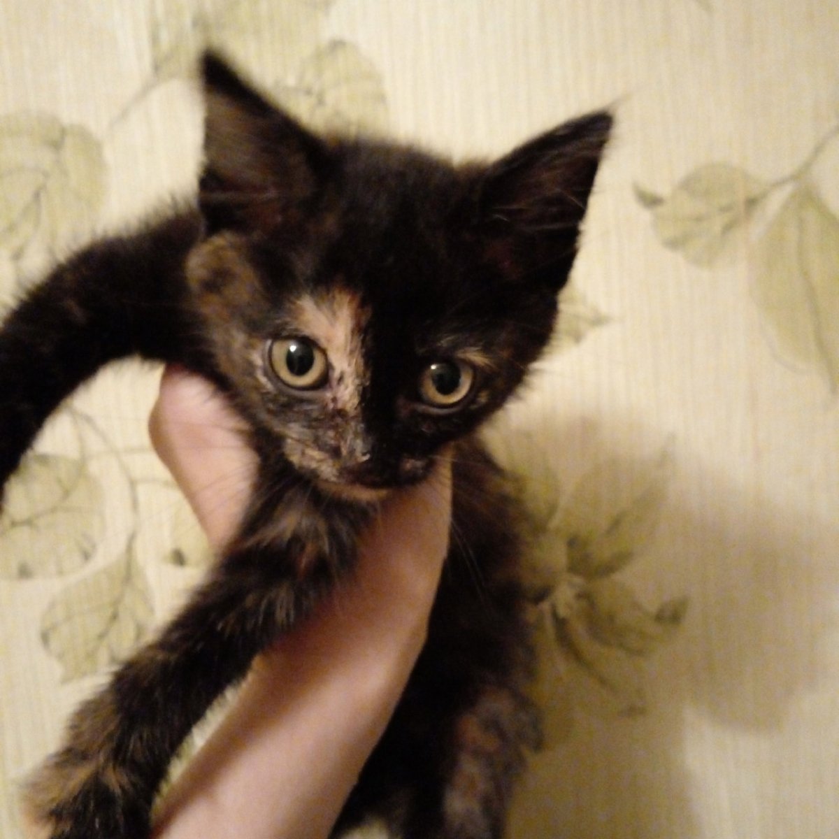 Котенок полтора месяца фото