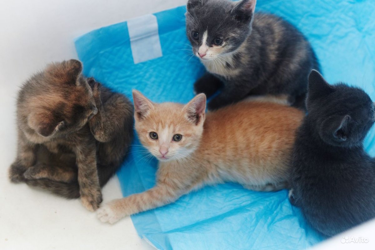 3 Котёнка друзья