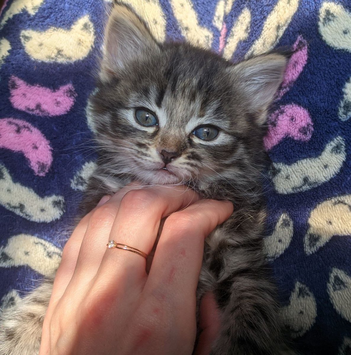 Котик и киски