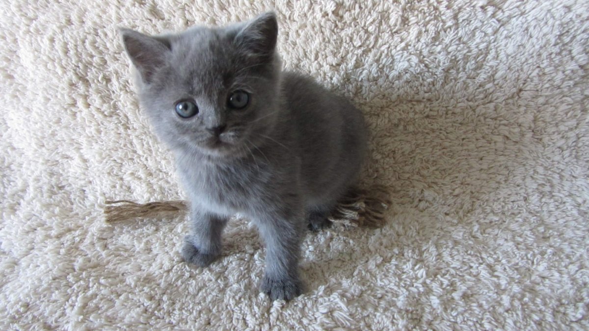 Котенок полтора месяца