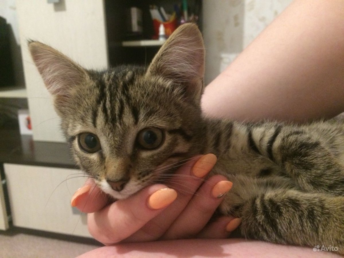 Котенок тумблер