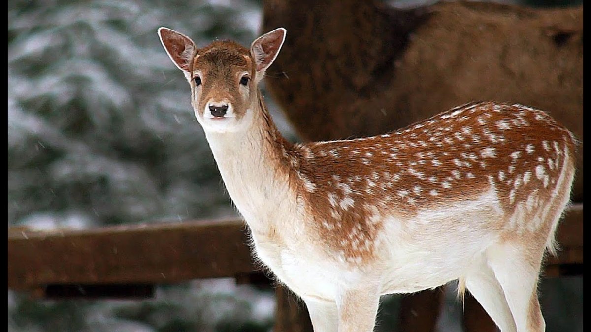 Ильменский заповедник пятнистый олень