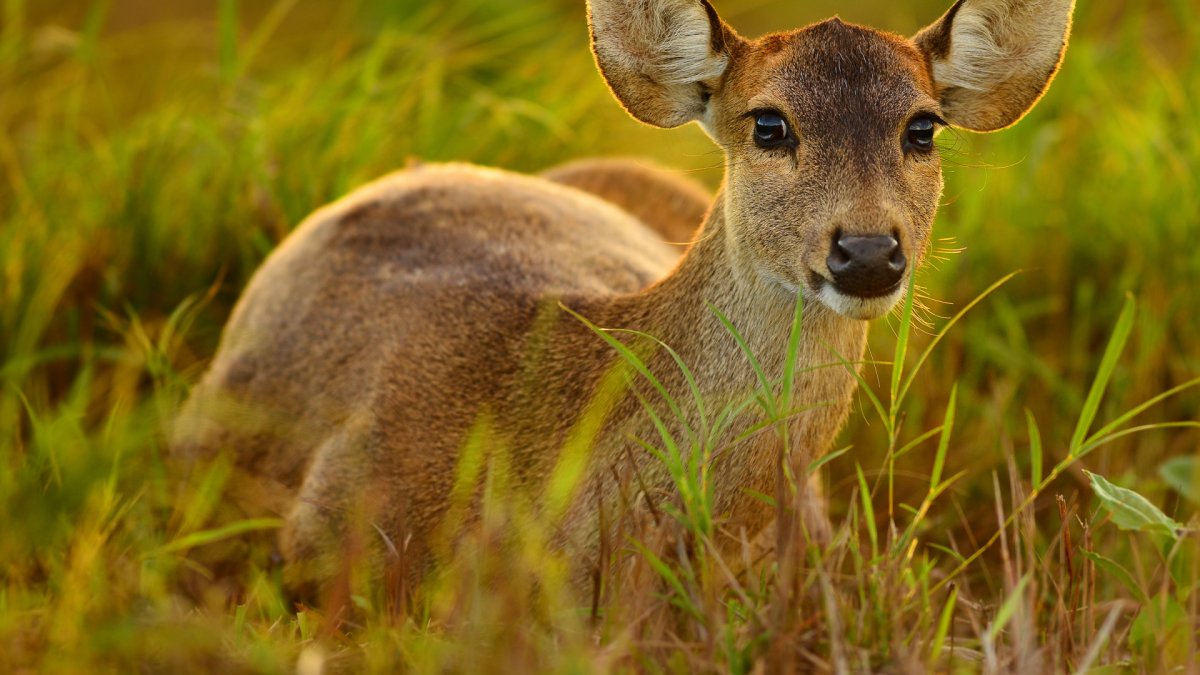Испуганная Лань