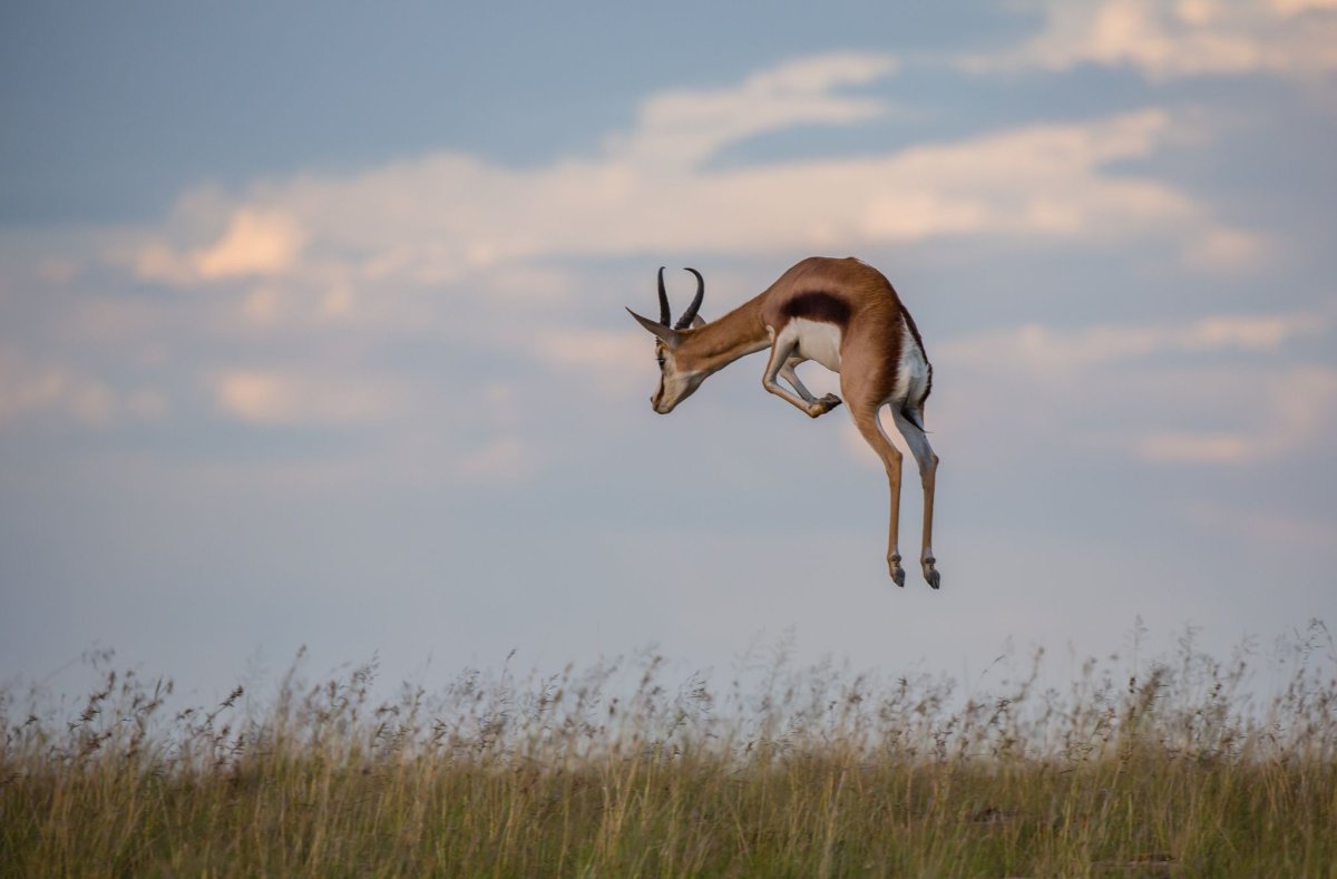 Лань обои на рабочий стол