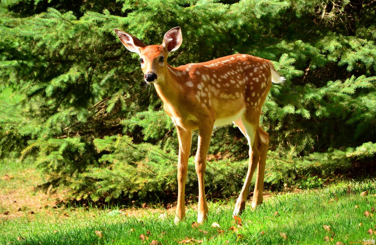 Олененок в лесу