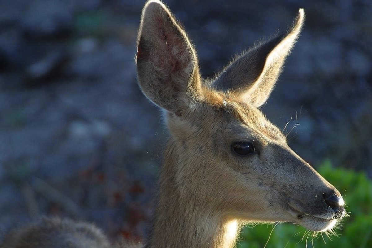 Пугливые лани