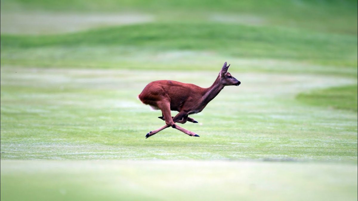 Животные летом