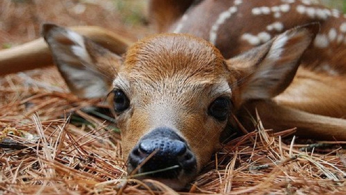 Олень Таменг