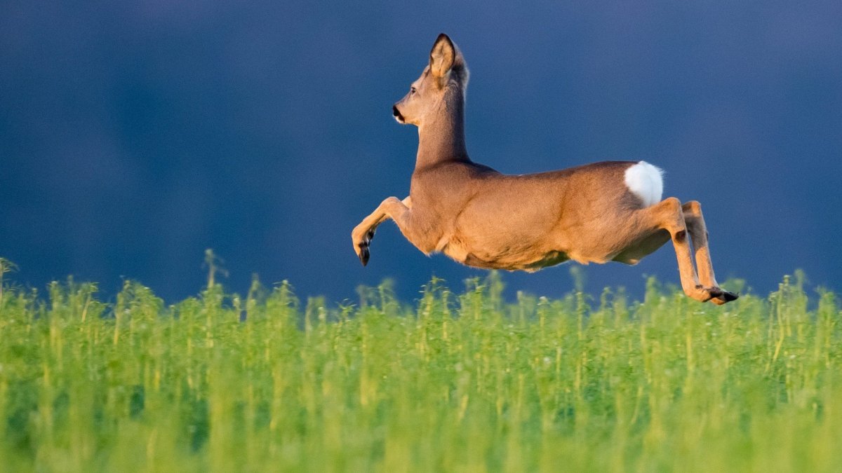 Скандинавский олень Эйктюрнир