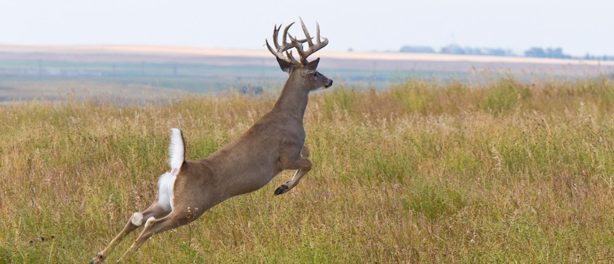 Олень мультик