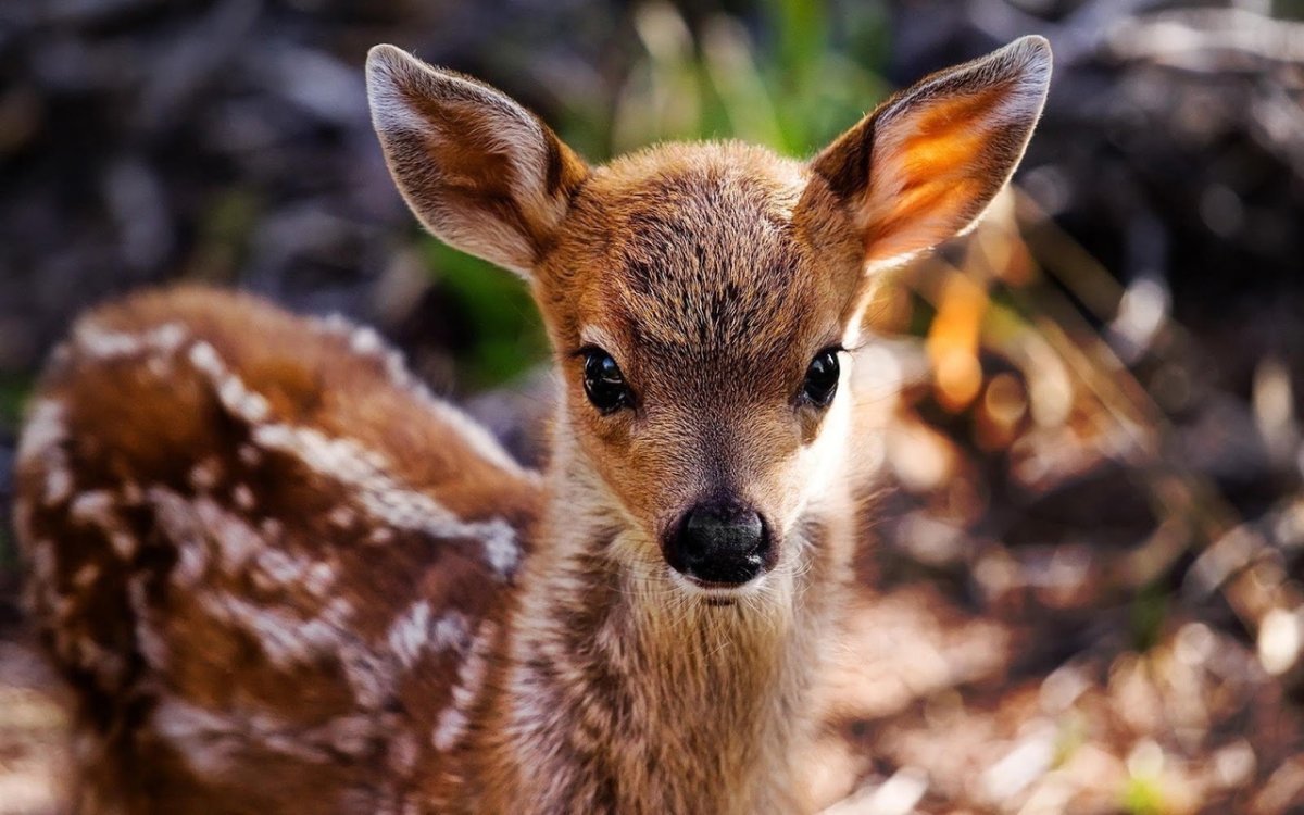 Животные Амурской области косуля