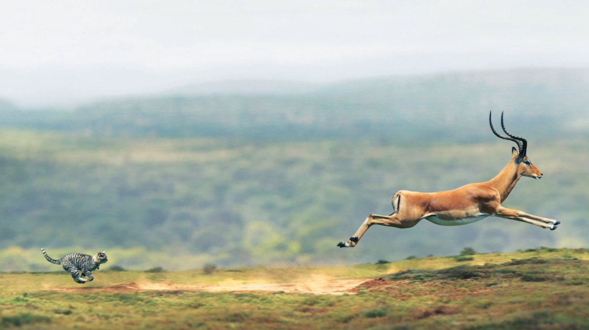 Олень Эстетика