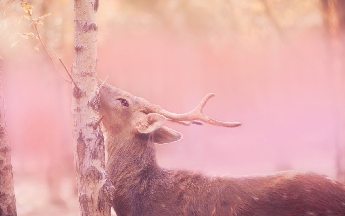 Косуля в прыжке