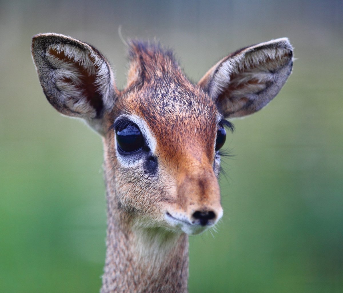 Обои на рабочий стол олень