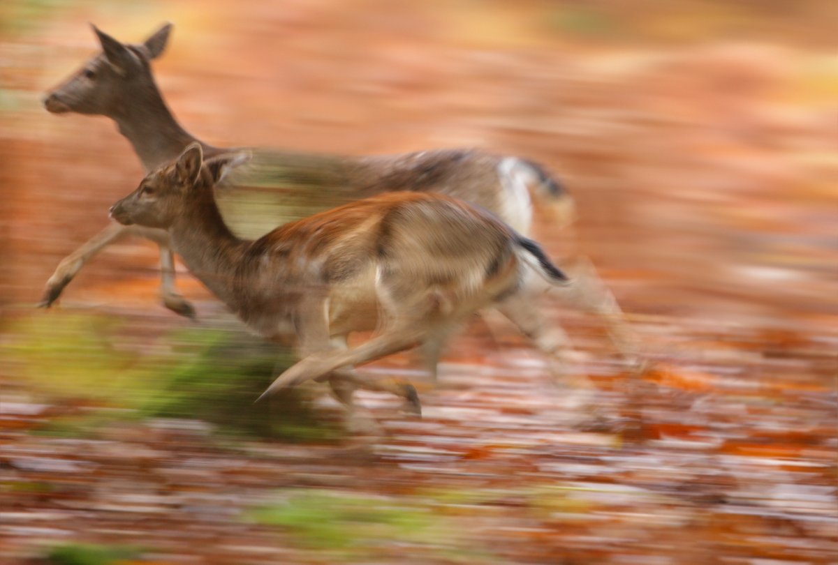 Олень в природе