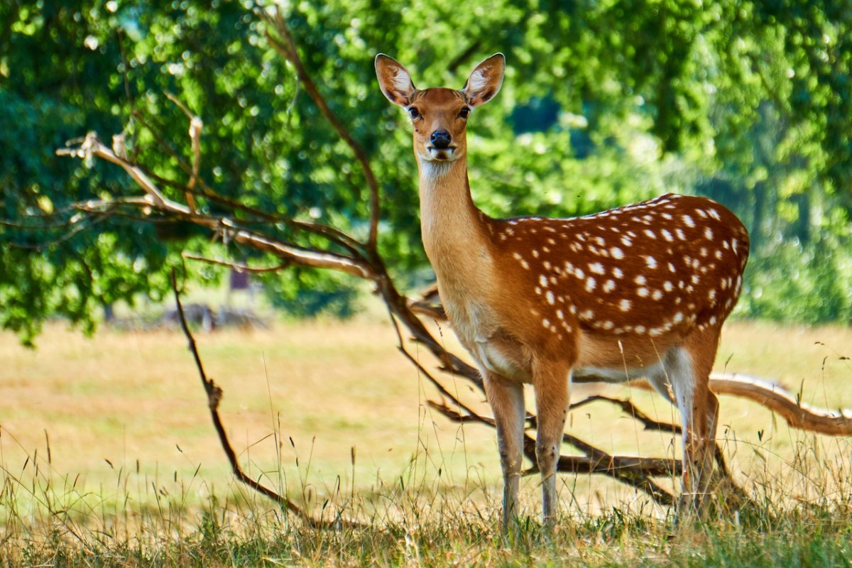Европейская Лань dama dama