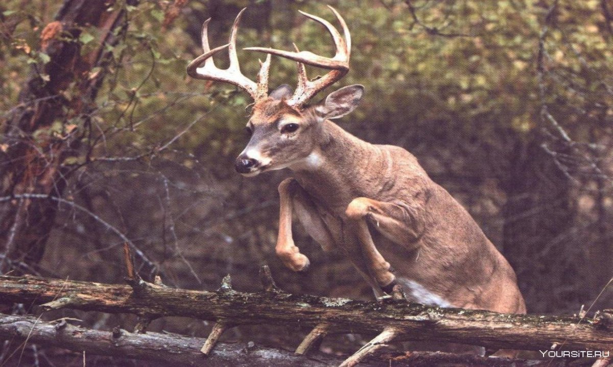 Смешной олень